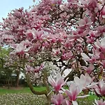 Magnolie Σπίτι διακοπών