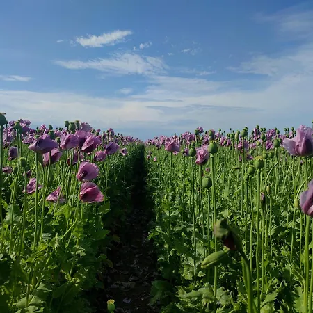 Magnolie بيت للعطل