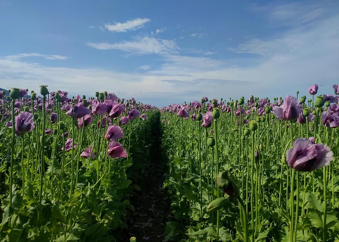 Magnolie Prázdninový dům